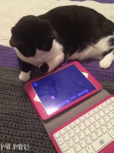 Cat playing on a tablet