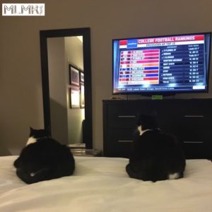 Cats watching TV