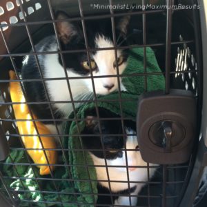 cats traveling in a crate