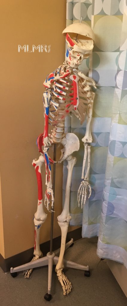 skeleton