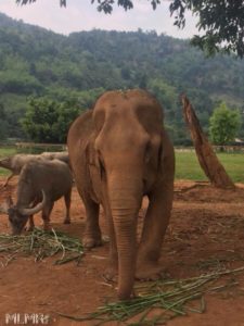 Elephant sanctuary called Elephant Nature Park in Thailand