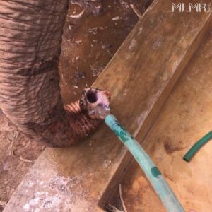 Elephant drinking water