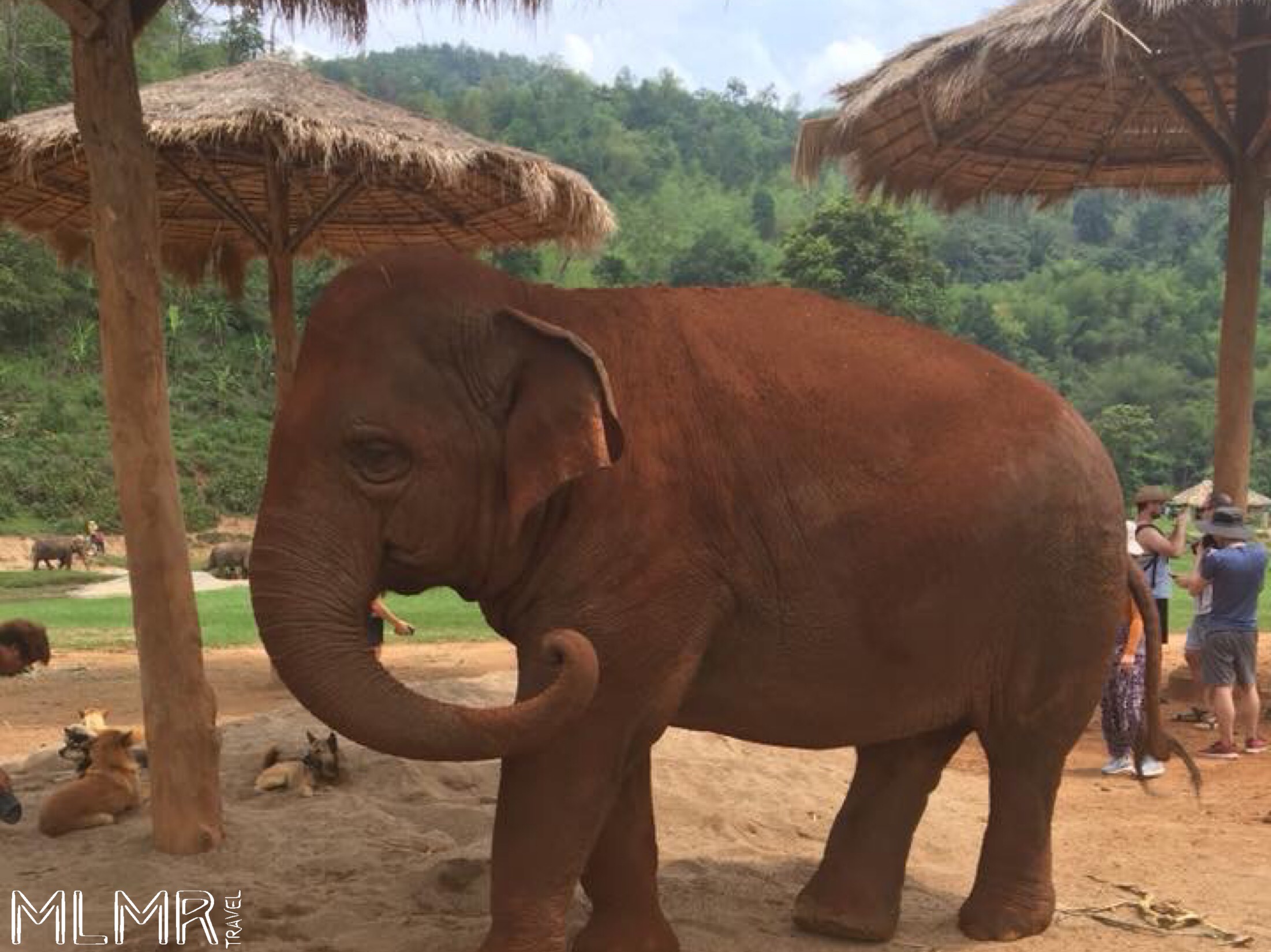 Elephant sanctuary in Chiang Mai, Thailand
