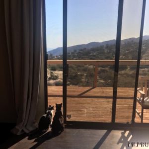 Our Cats Enjoying Their Windows