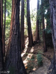 Red wood trees