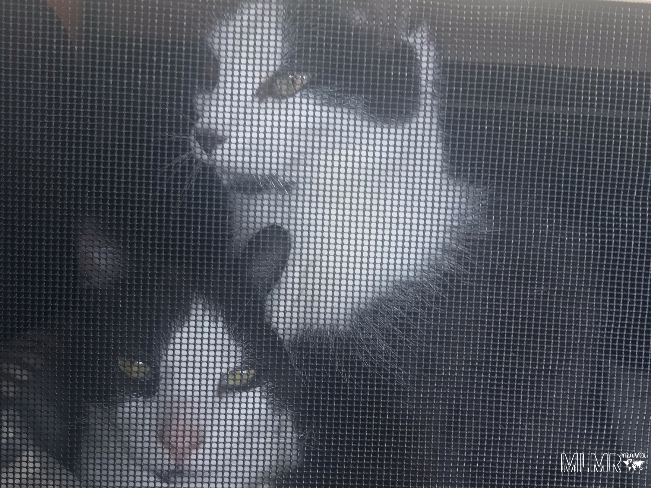 Road Trips with Cats