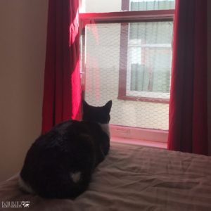 Travel Trailer vs Apartment Living: Pros and Cons to Each