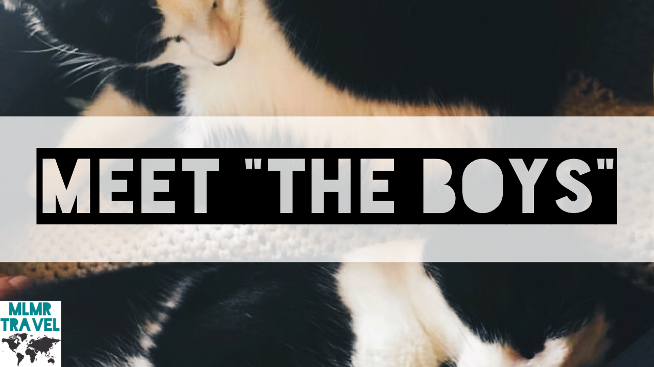 Meet Our Travel Cats "The Boys"