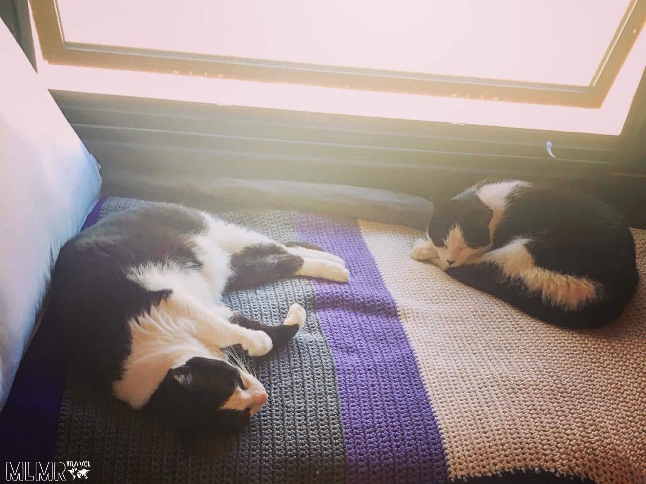 Living in a tiny house with cats