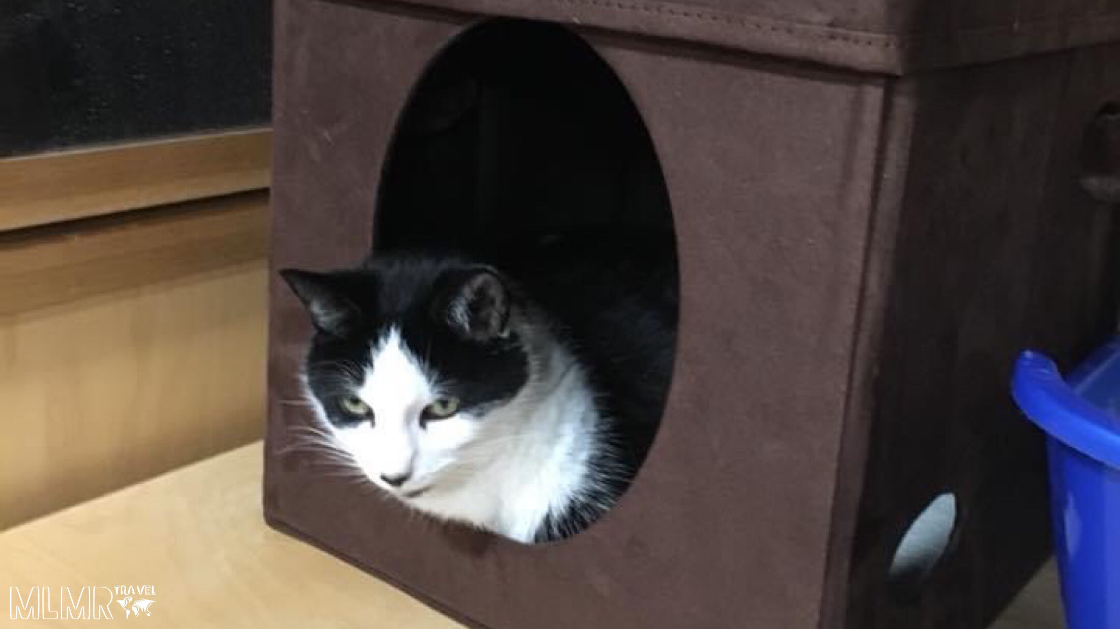 Make small living better for your cats