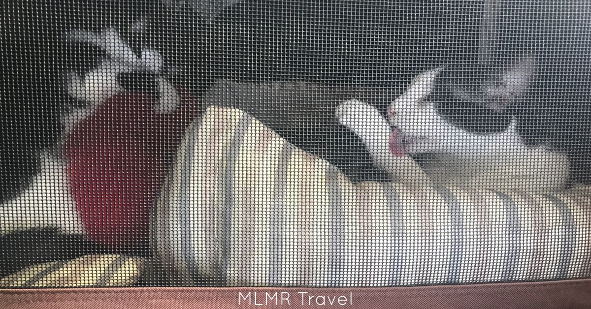 Road Trips with Cats