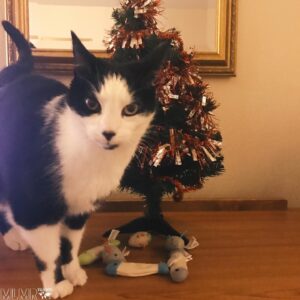 Why We Stay at La Quinta When Traveling with Our Cats