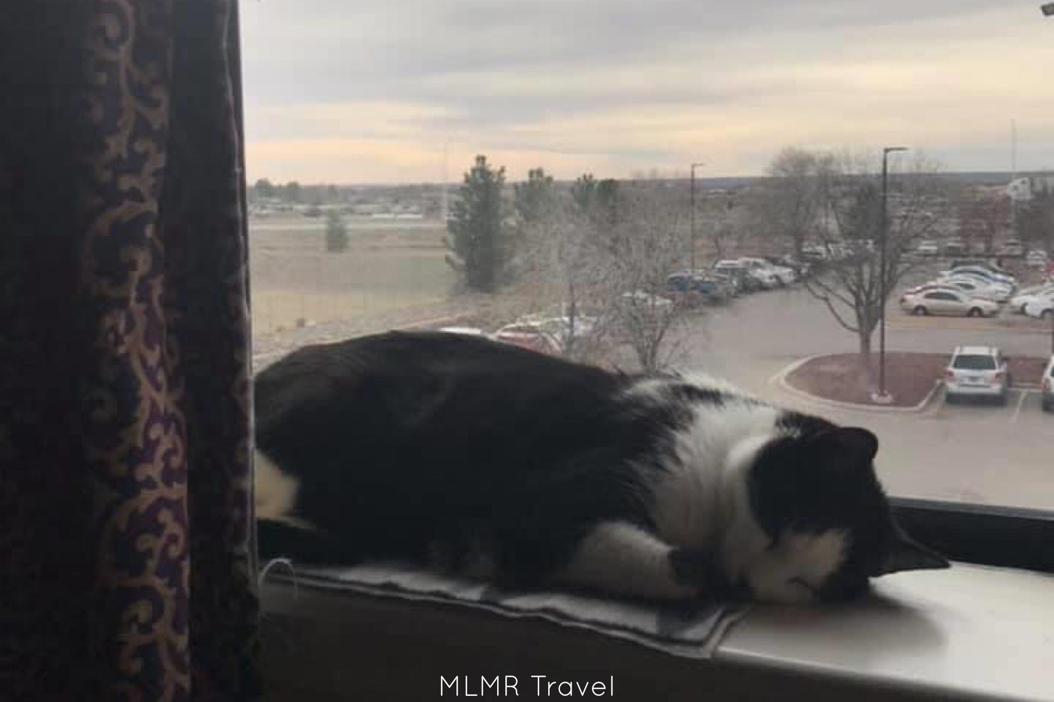 Why La Quinta is travel cat approved