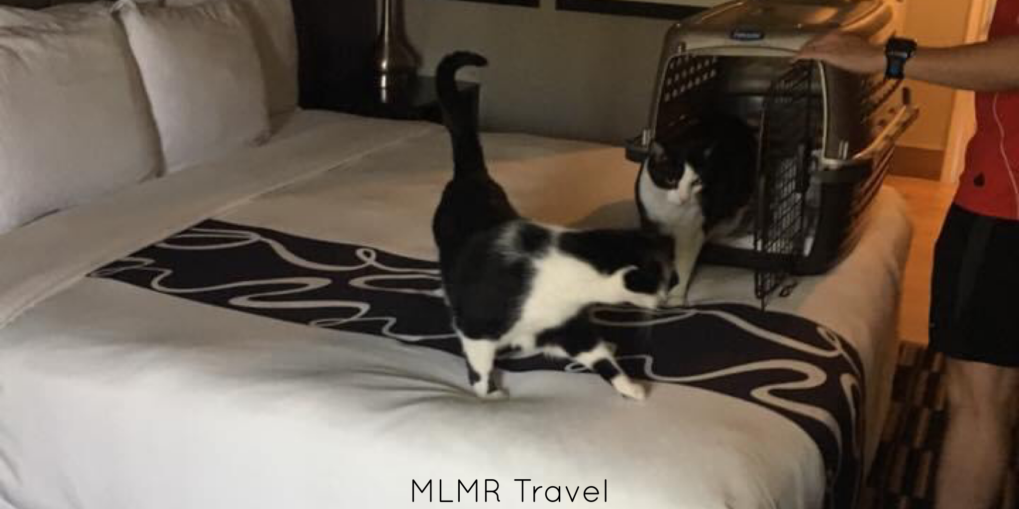 Reasons to stay at La Quinta hotels when traveling with cats