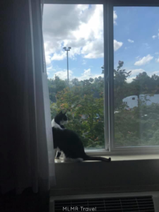 Why we pick La Quinta for Cat Friendly USA Road Trips