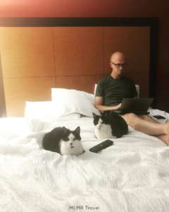 Why We Stay at La Quinta When Traveling with Our Cats