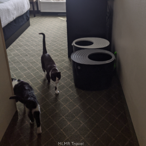 Why La Quinta is great when traveling with cats