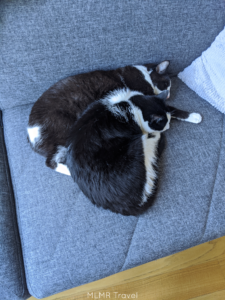 Our Cats Staying Home