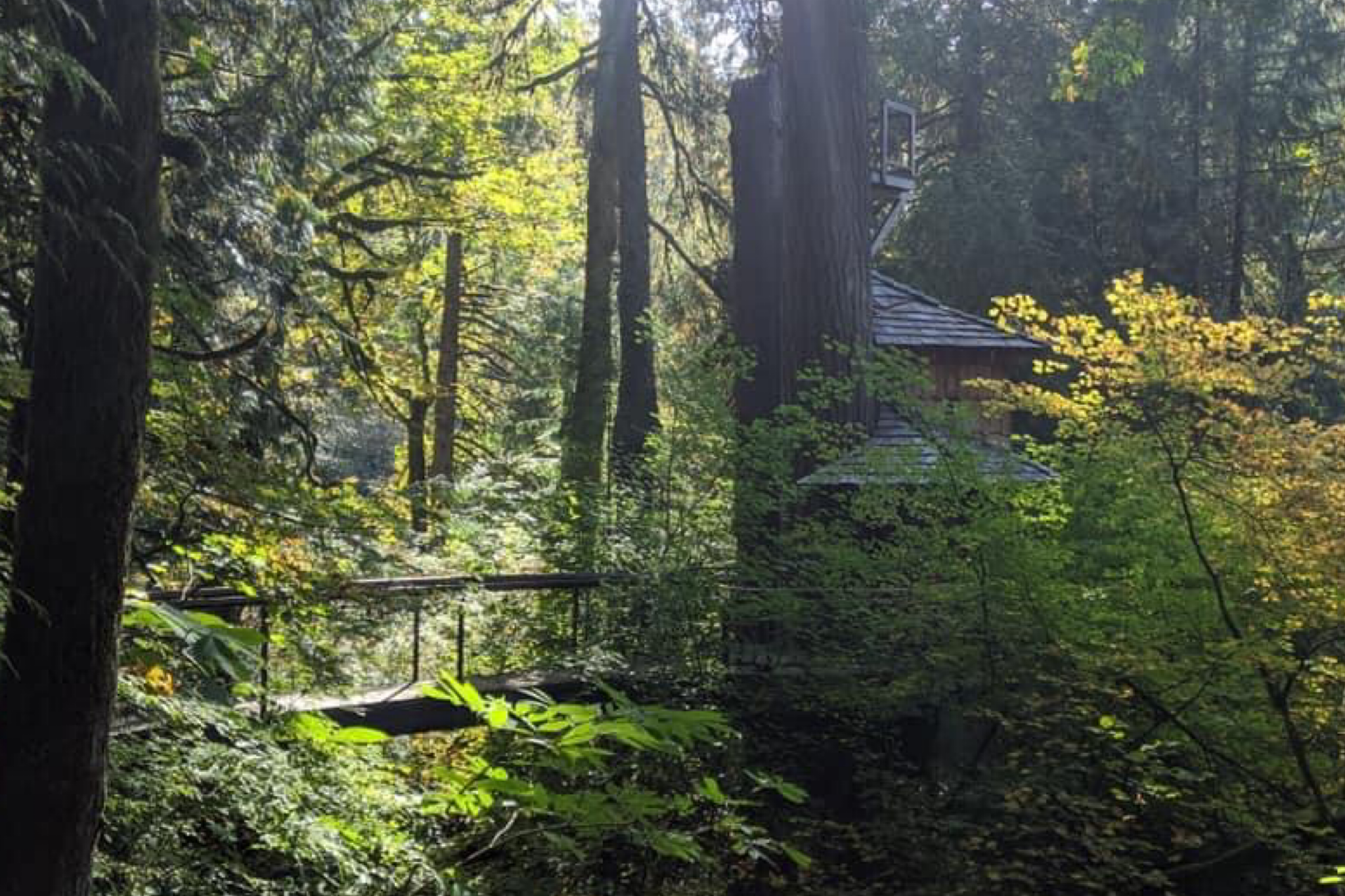 Treehouse in the woods at Treehouse Point