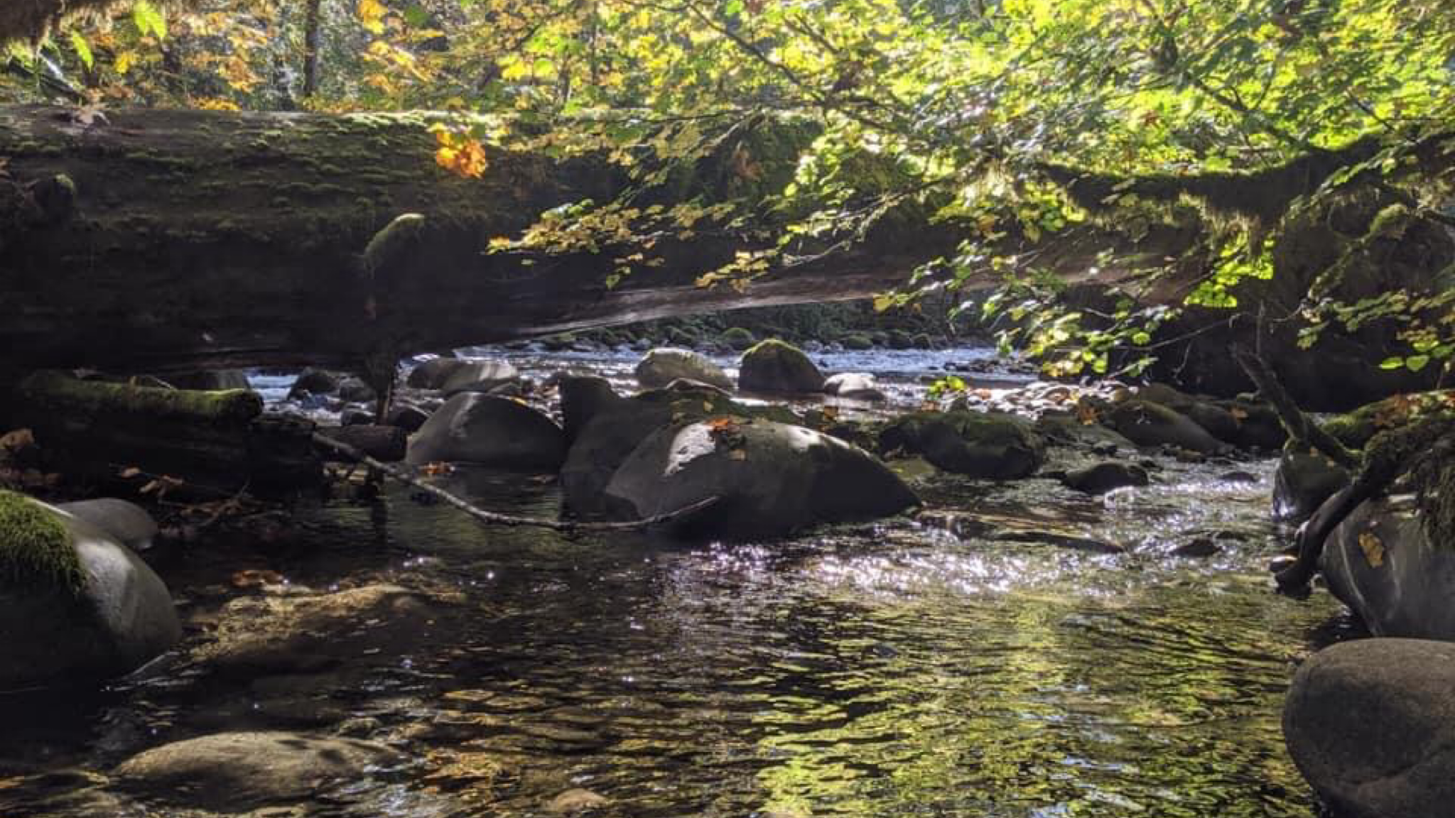 River flowing under green tree cover