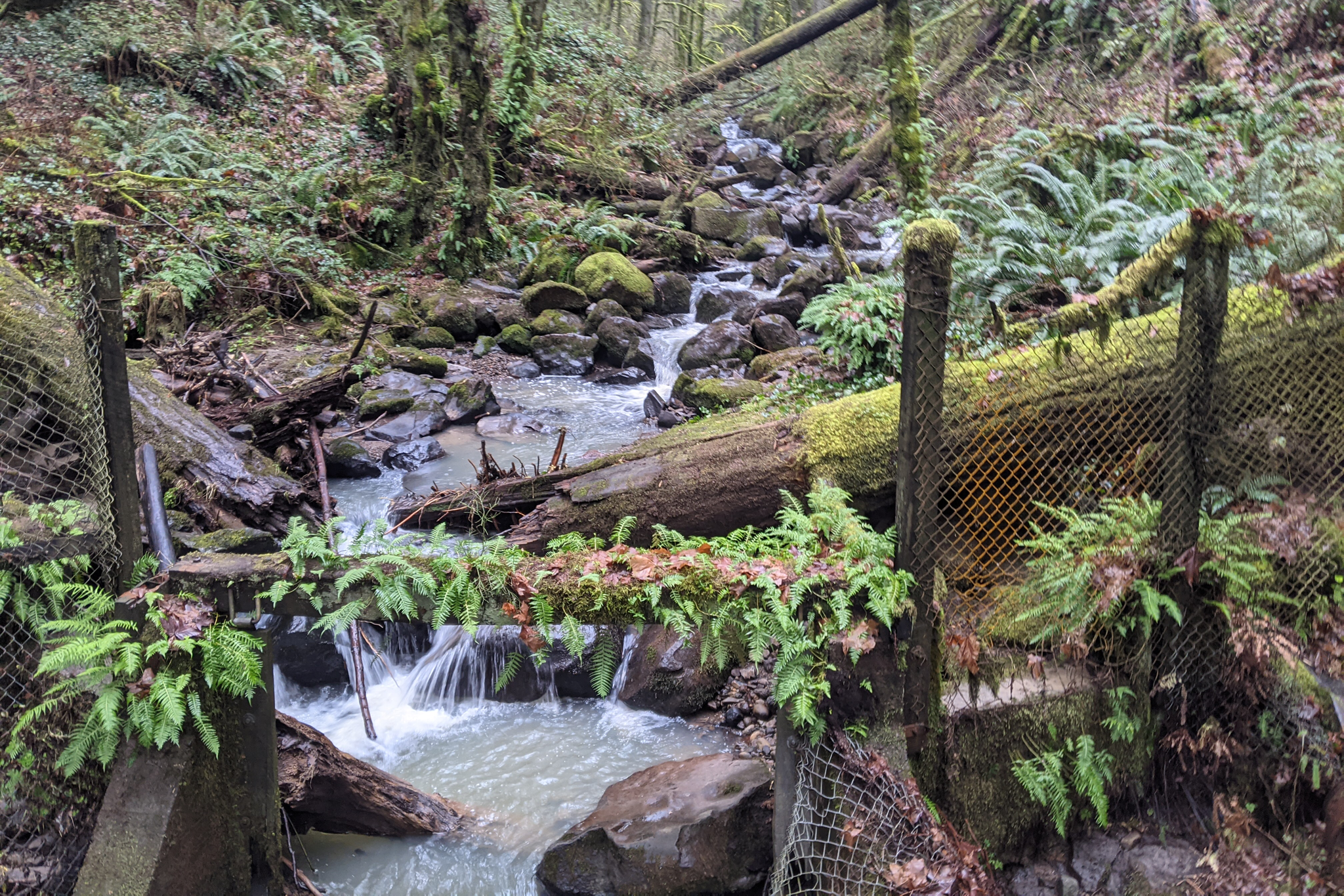 Waterfall winding through lush green Portland forest