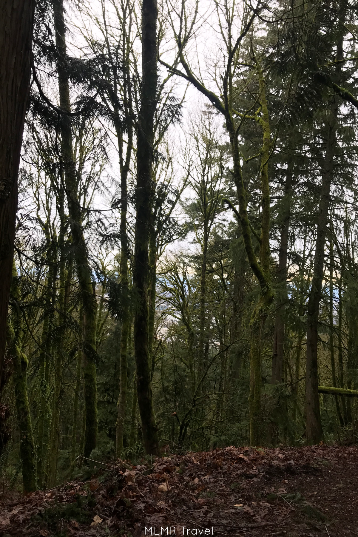 Tall dark moss covered trees to inspire a life of becoming a sustainable minimalist