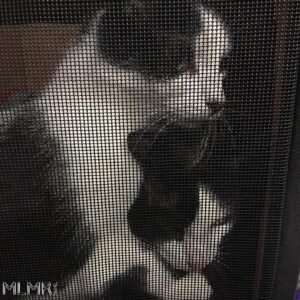Two cats cuddling while on a road trip