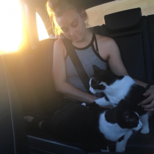 Cats in the car during a long road trip