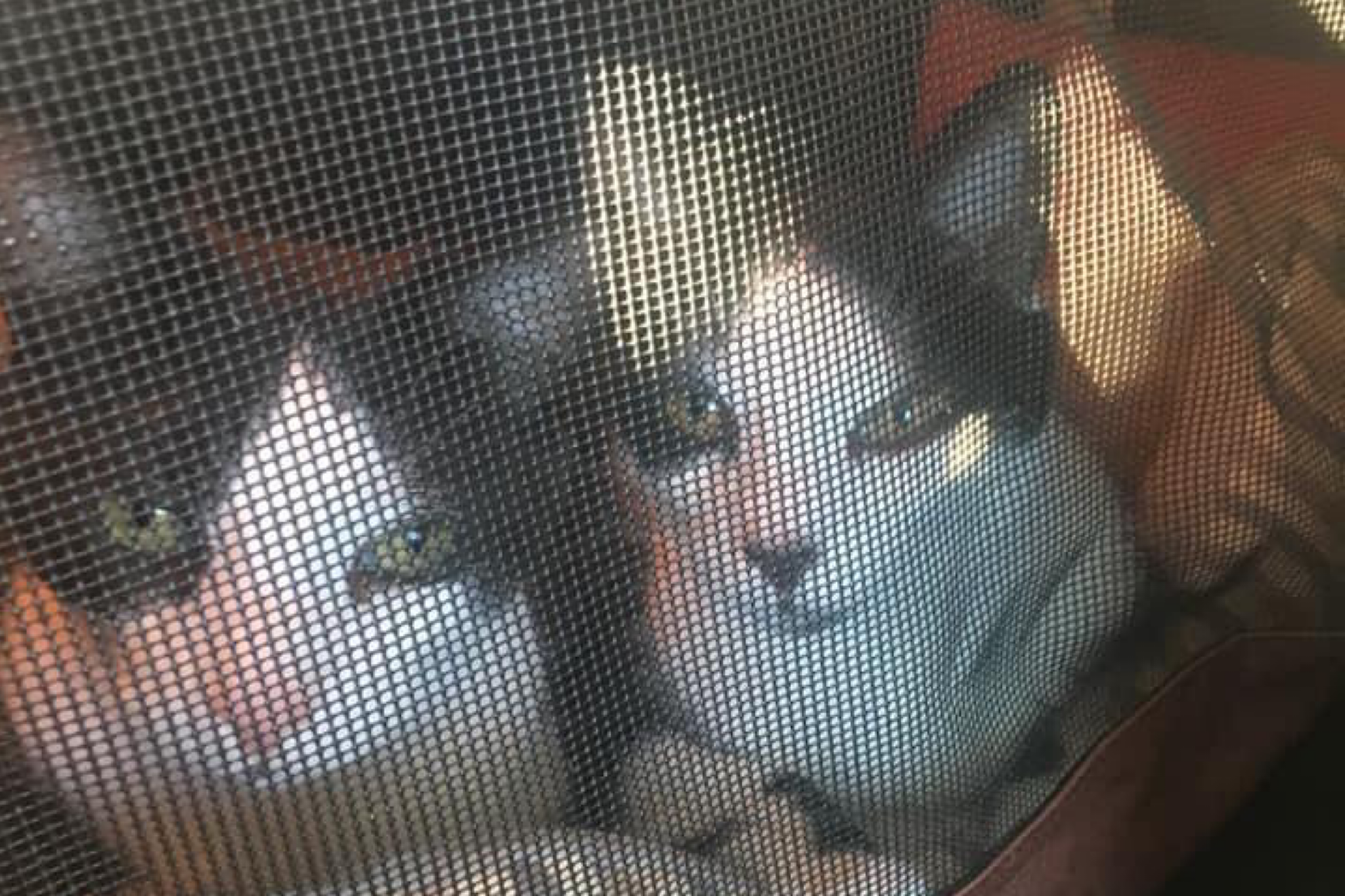 cat carrier with two cats on a road trip