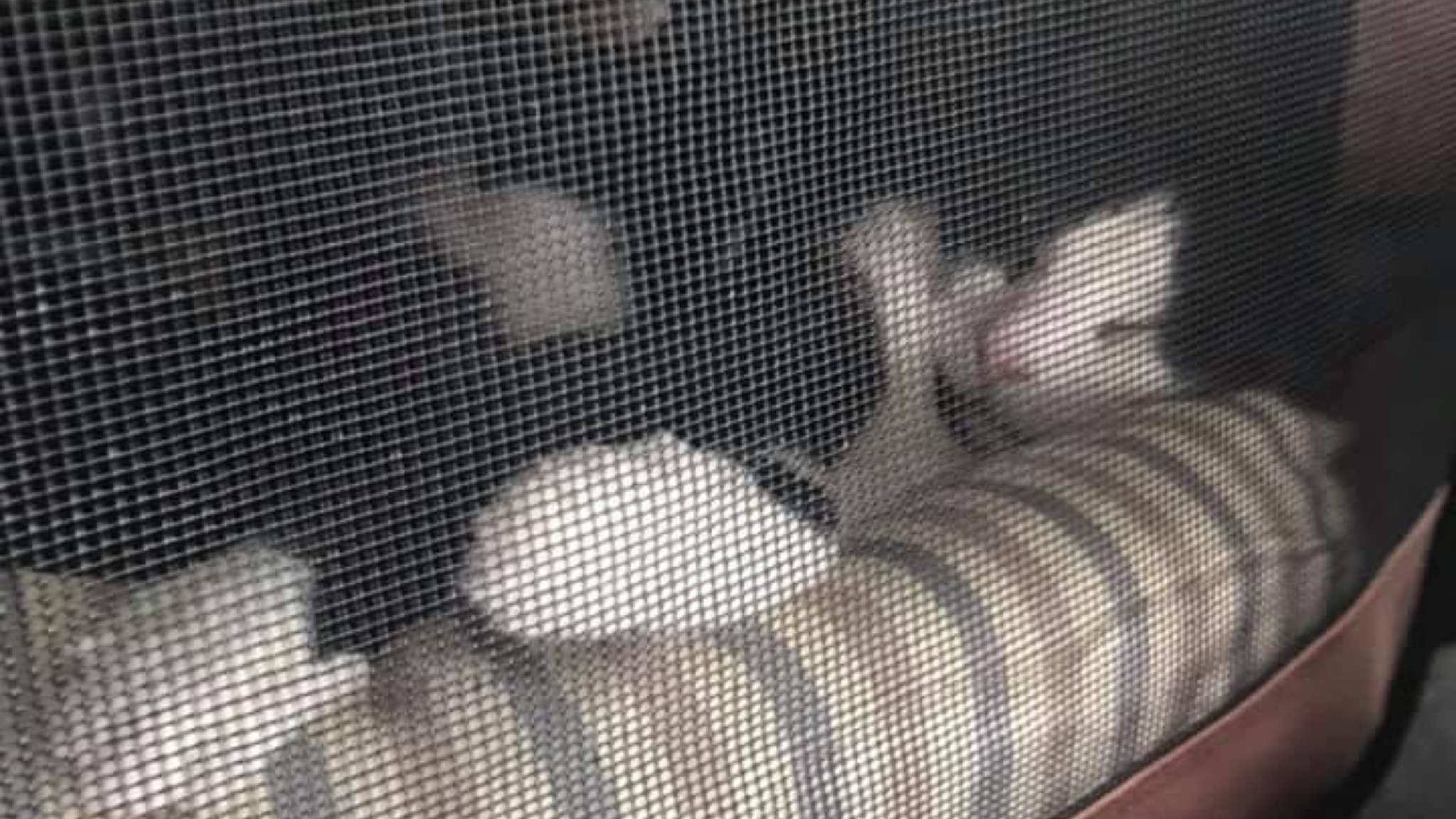 Cats sleeping in a carrier during a long car ride