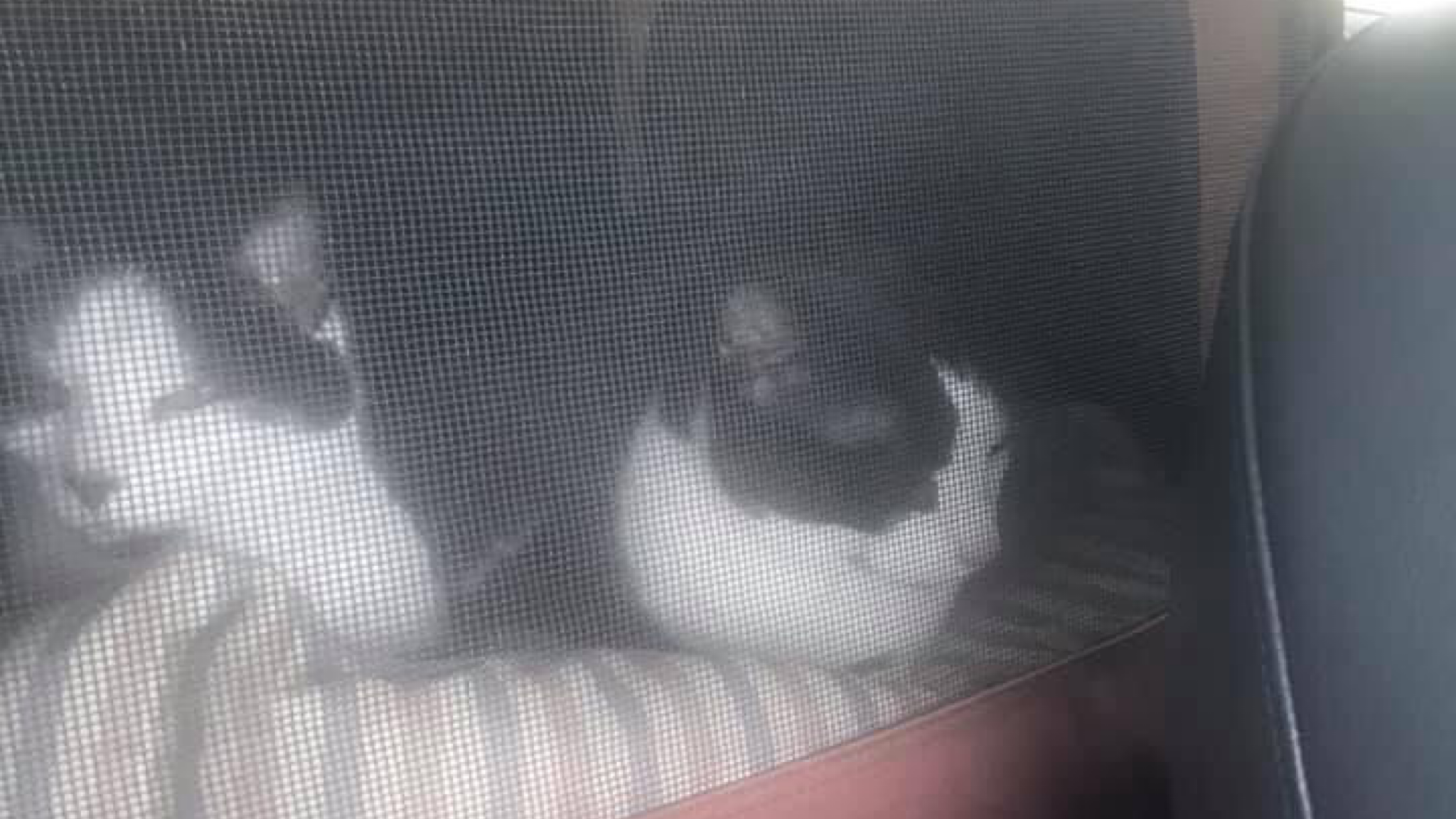 Pet carrier calming down cats in the car